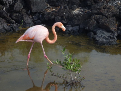 2014-06-01-16-49-34_orange-limux